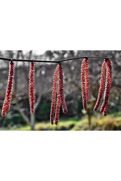 Фундук Варшавський Червоний на штамбі сережки